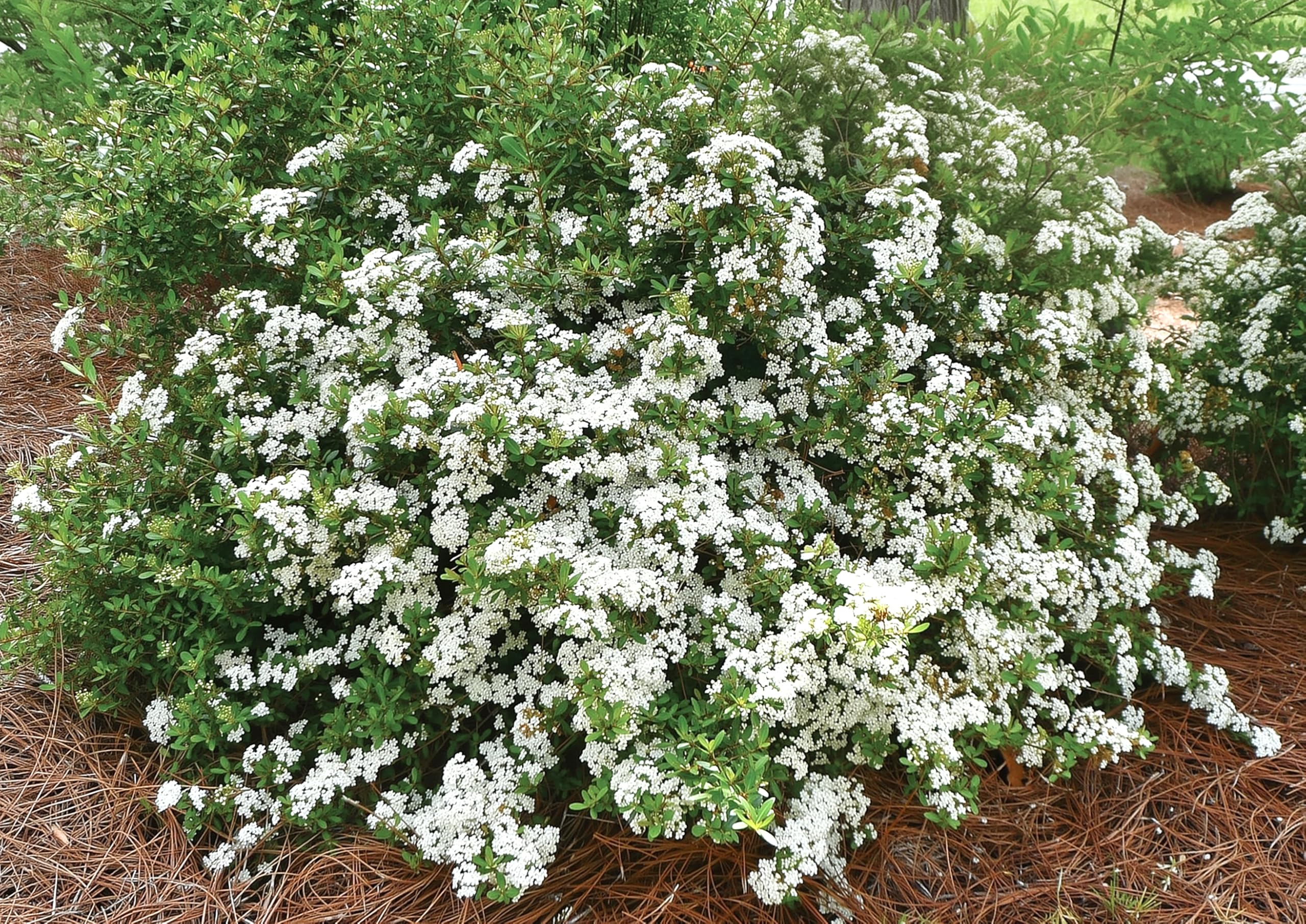 Amazon.com : Viburnum Densa | 2 Extra Large Trade 3 Gallon Plants